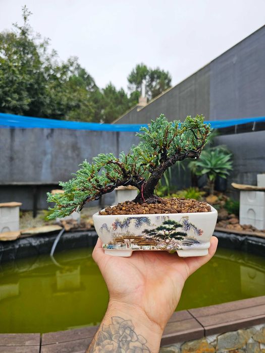 Bonsai juniperus blue