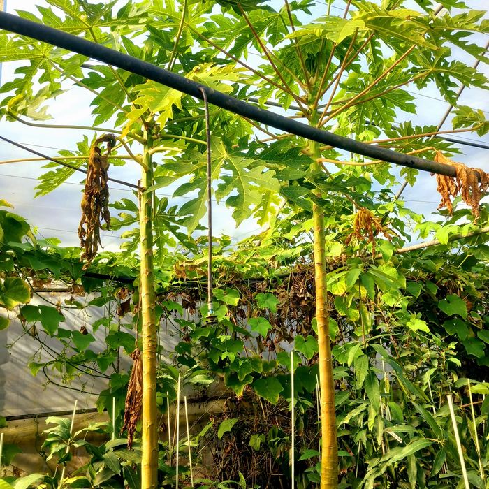 Papaia e Mamão com frutos