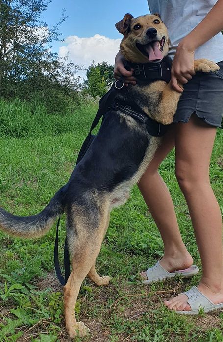 Kochany Jacky szuka domu