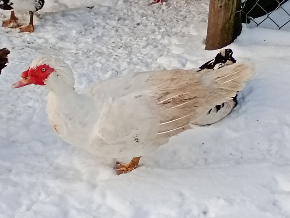 Kaczory i kaczki francuskie