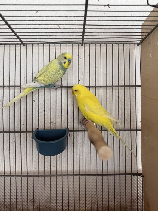 Casal de Periquitos