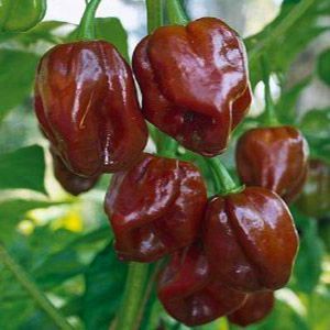10 Sementes Pimenta Habanero Chocolate