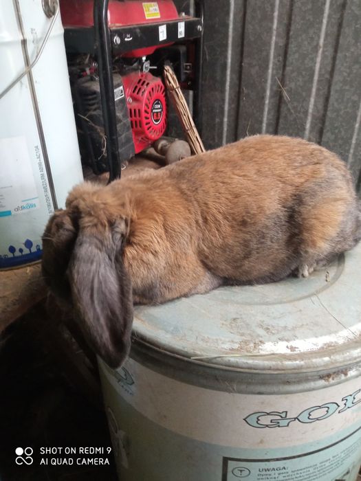 Francuski baran Madagaskar samica Rodowód