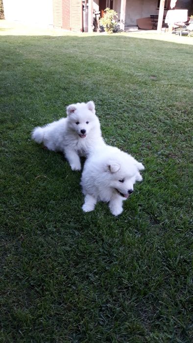 Samoyed śliczna suczka