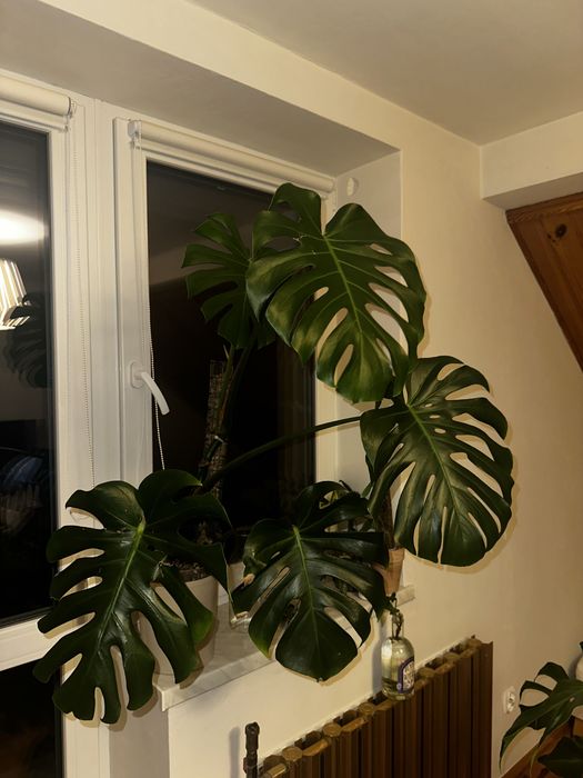Monstera Deliciosa