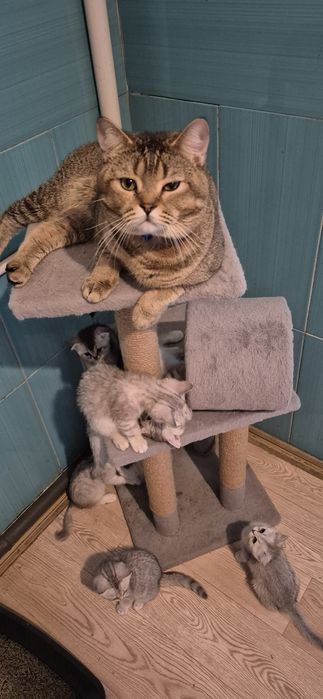золота шиншила шотландські котята