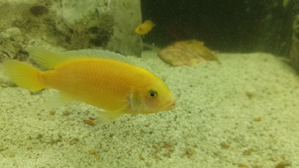 Цихліди Малаві псевдотрофеус зебра