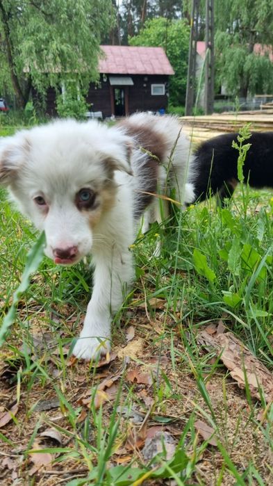 Border Collie suczka red merle