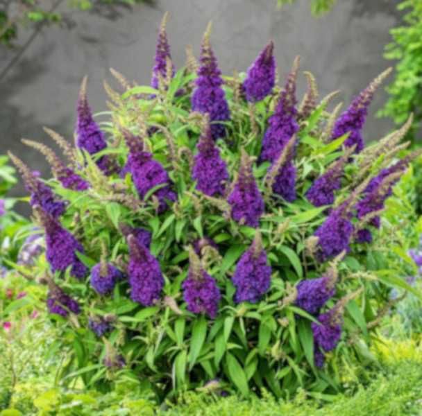 BUDLEJA BUTTERFLY Candy Little Purple - sadzonki w doniczkach