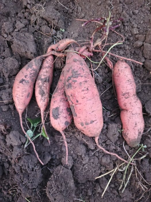 Батат домашний для еды и размножения