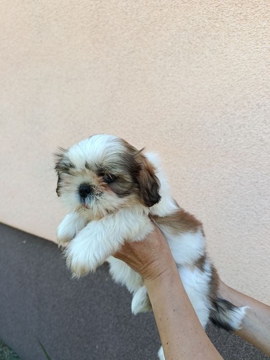 Szczeniaki shih tzu