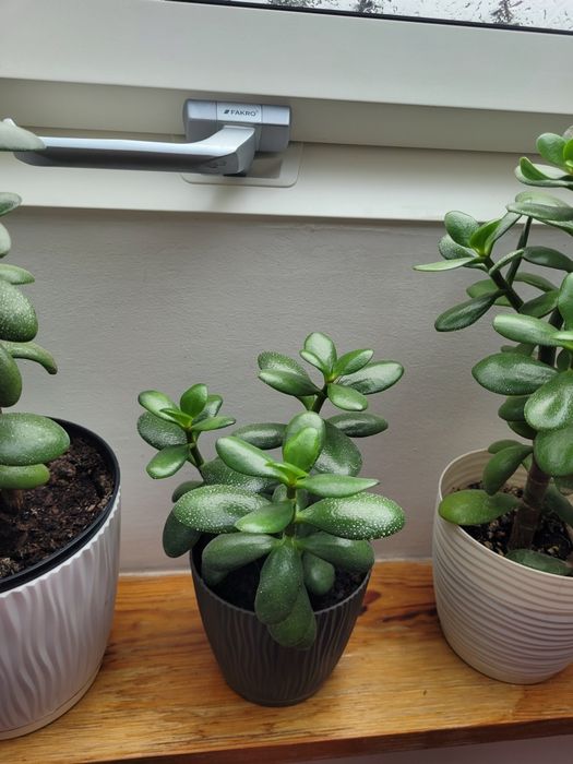 Trzykrotka purpurowa fikus i inny