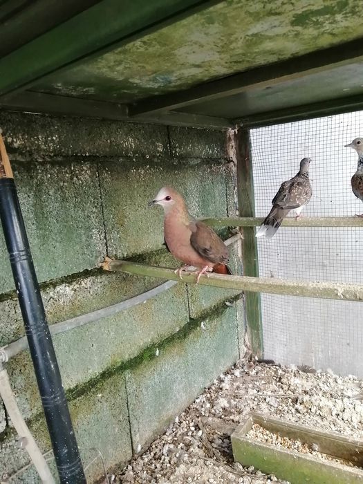 Rolas exóticas . Várias espécies..