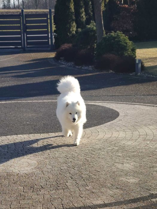 Pies rasy Samoyed