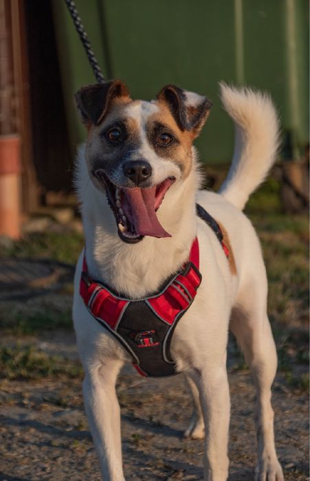 Misza- pies do adopcji