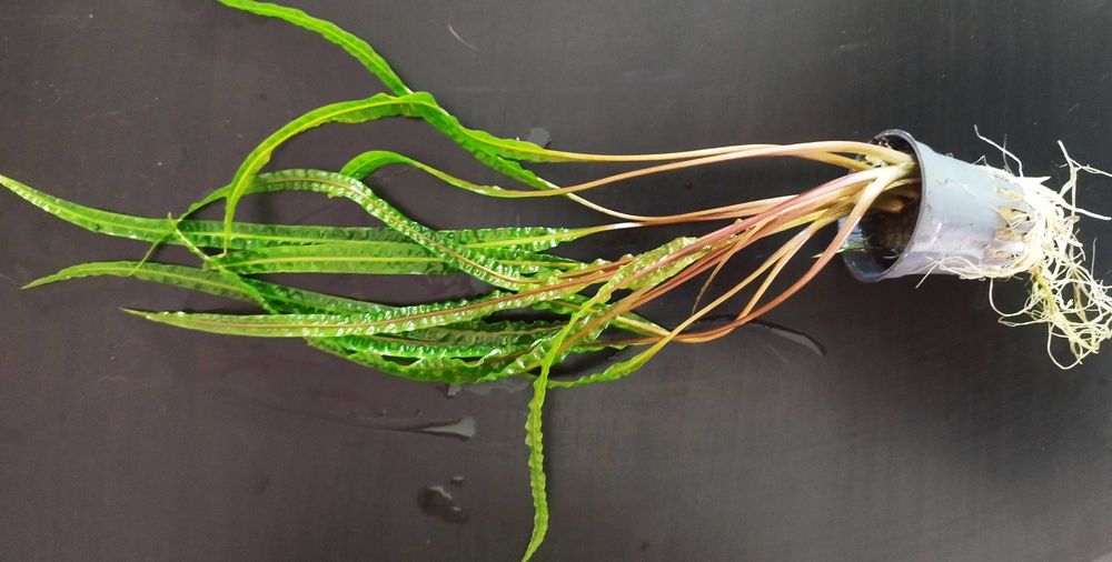 Kryptokoryna różne rodzaje