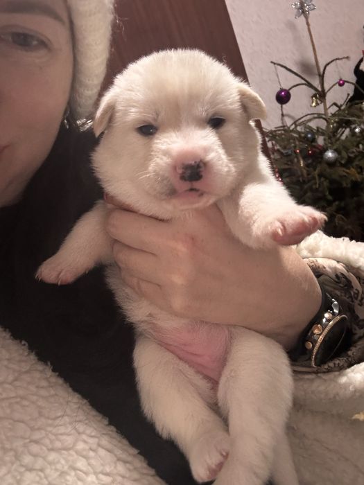 Цуценята хаскі,снігові ведмедики