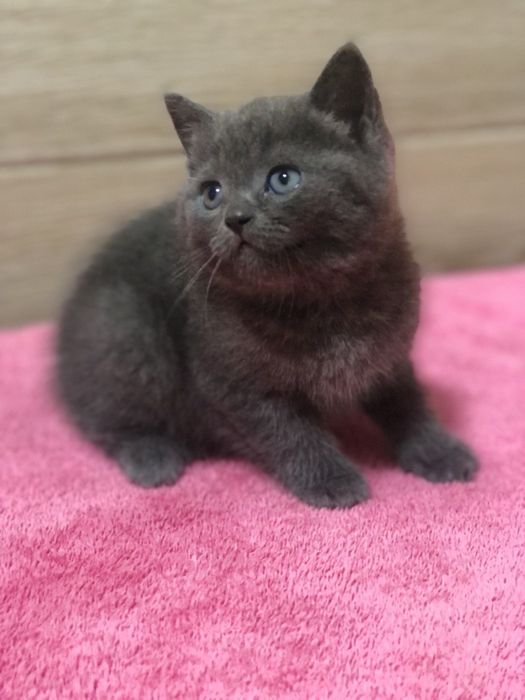 Британська дівчинка!