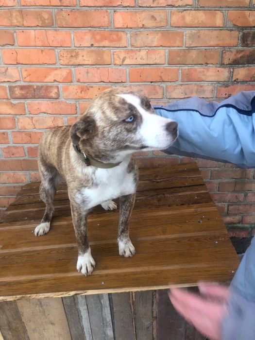 Віддамо в люблячі руки щеня поміс стаф+хаскі