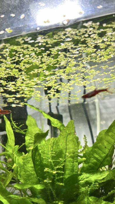 Plantas Flutuantes para aquario