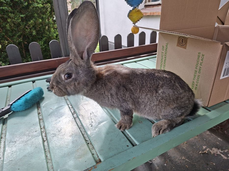 Królik Olbrzym Belgijski