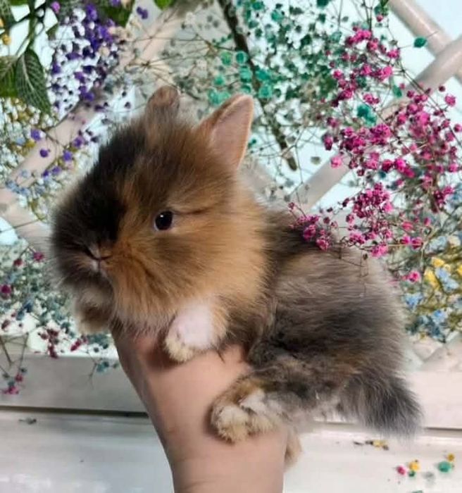 REZERWACJA Oczekiwany miot króliczków karzełki Teddy