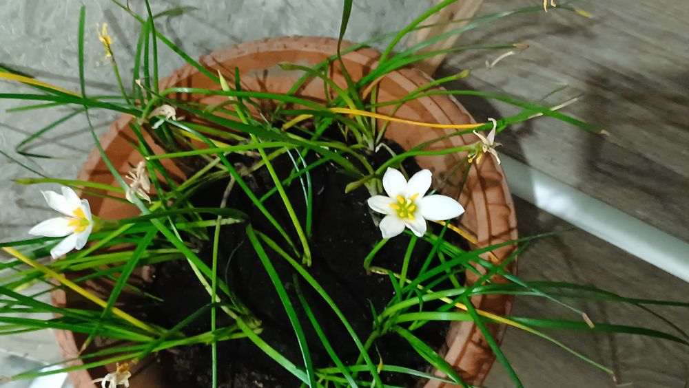 Вазон зефірантеса