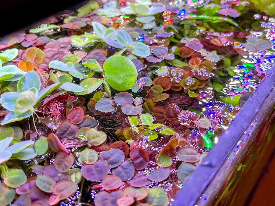 Aquário Plantas Superfície Low Tech - Amazon Frogbit Pistias Red Root