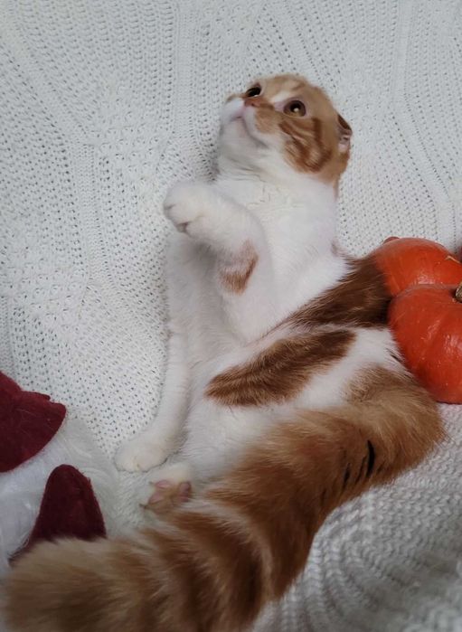 Ошатна підрощена Скотіш фолд  діачинкa d2203