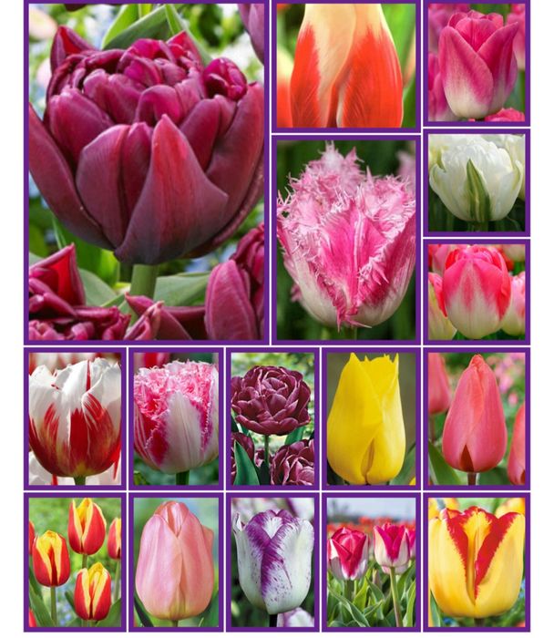 Цибуля тюльпанів