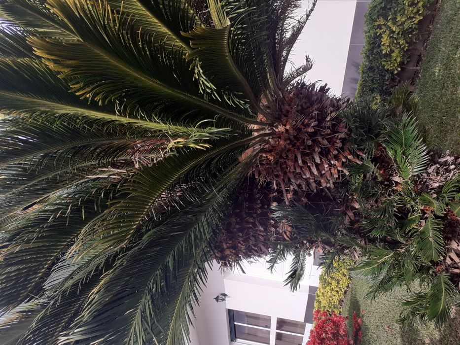 Sica com 1,90 de altura