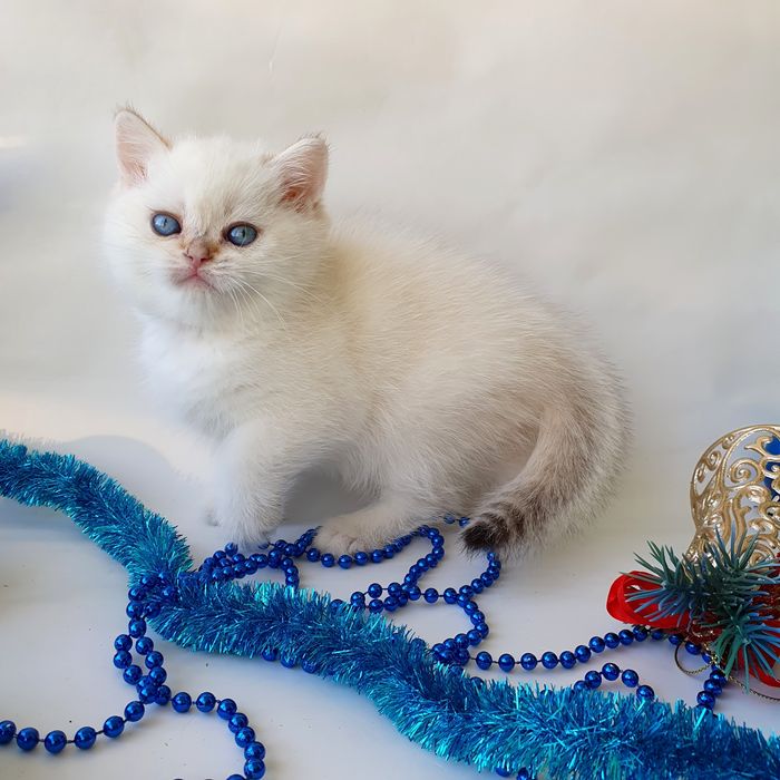 Киев котик белый голубоглазый британец. Котята, котенок, кошенята.