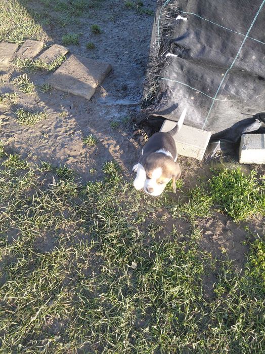 Śliczny szczeniak rasy beagle promocja świąteczna