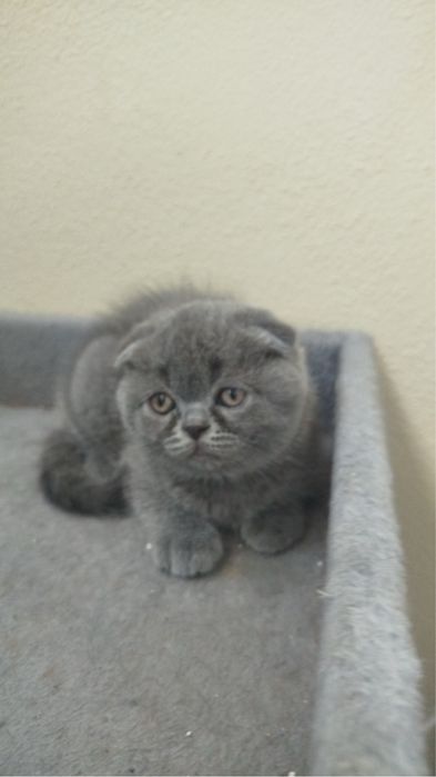 Scottish fold de boa linhagem