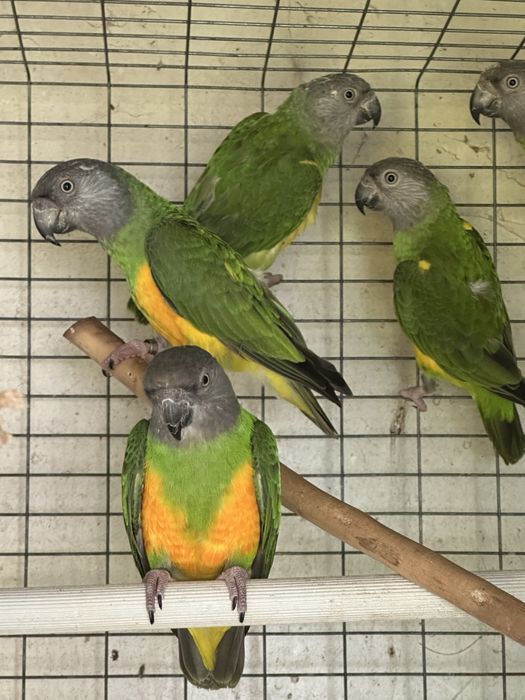 Papagaios do Senegal