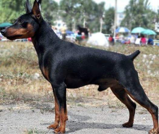 Племенные кобели цвергпинчера