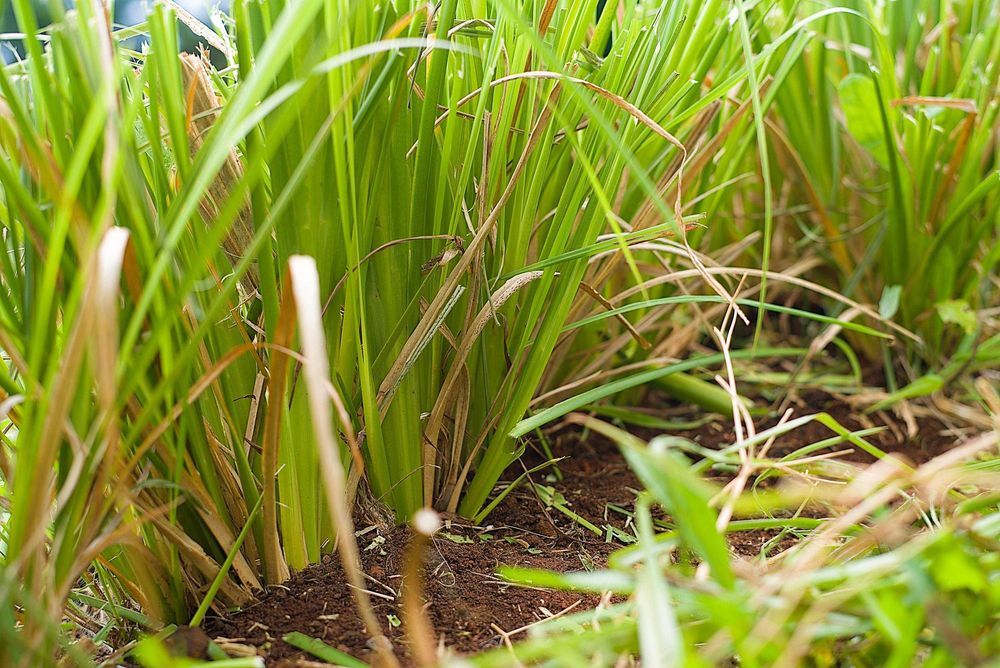 Plantas Vetiver Biológico (Slips) - Controlo de Erosão e Estabilização de Taludes