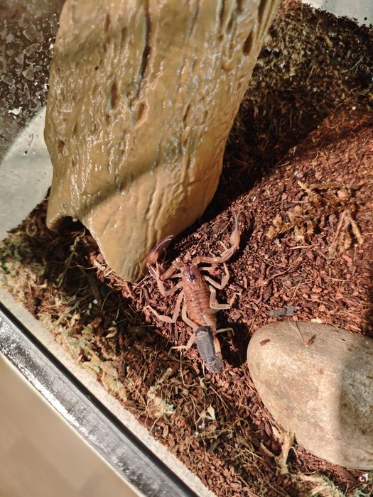 Heteroctenus Junceus adult skorpion