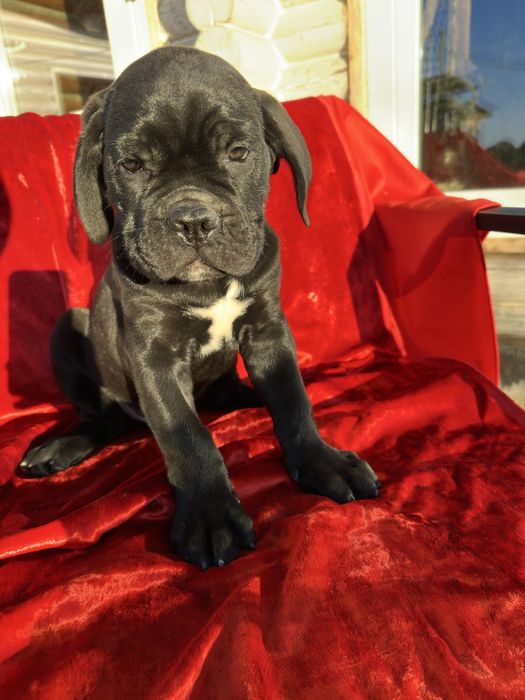 Чорний принц 2м Кане-Корсо