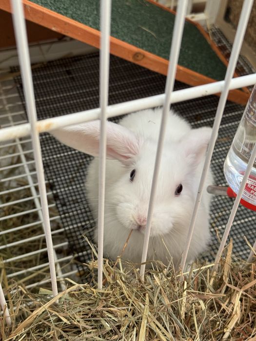 Coelha orelhuda mini de olhos azuis