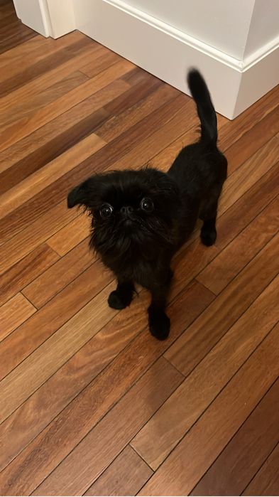 Zaginiony czarny piesek - Gryfonik Belgijski