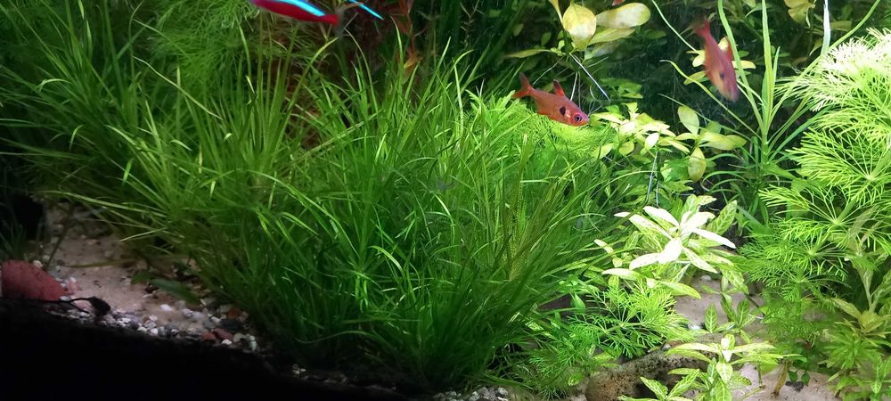 Blyxa japońska-zestawy roślin