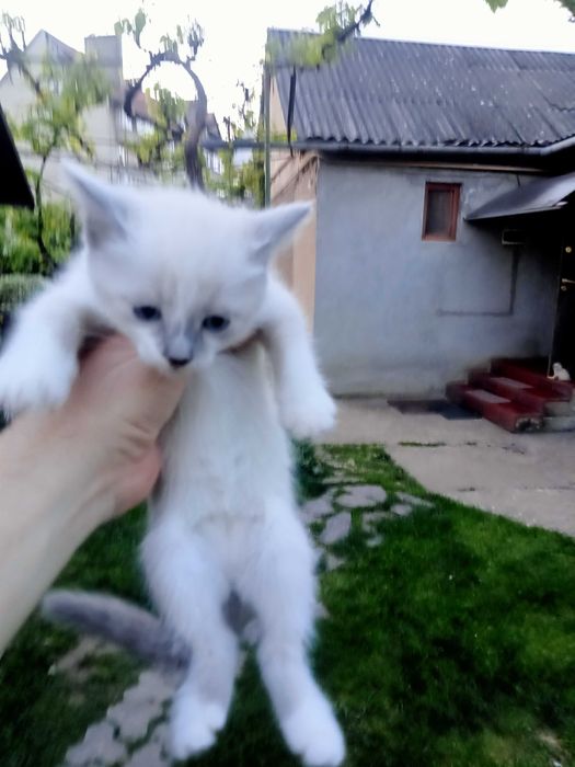 Котик домашній ,,