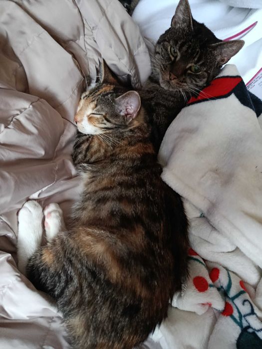 Coco-9 lat i Inka -3 m-ce do adopcji