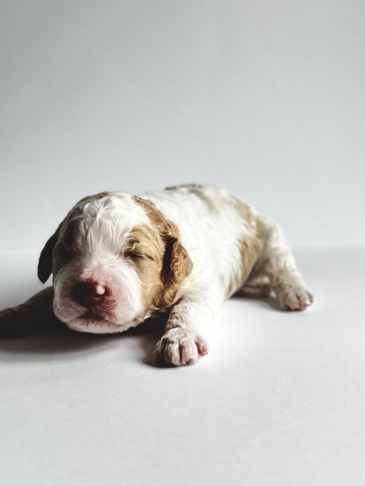 Lagotto Romagnolo: bialo-pomarańczowa sunia FCI