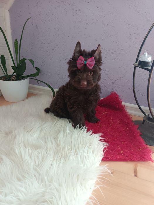 Yorkshire Terrier słodka czekoladowa dziewczynka