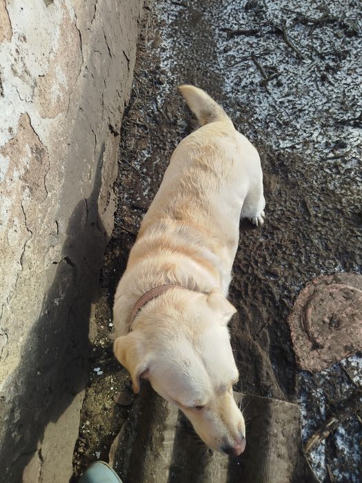 Лабрадор дівчинка