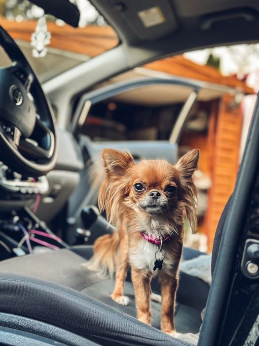 Domowy Hotel dla Zwierzaków