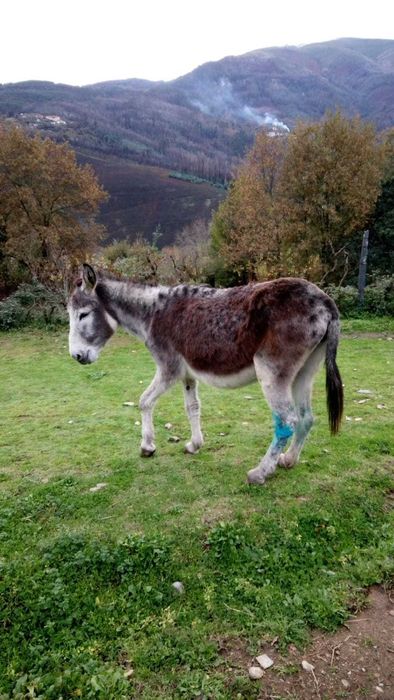2 animais: Burro cerca de 2anos e mãe cerca de 12 anos prenha registados e desparasitados