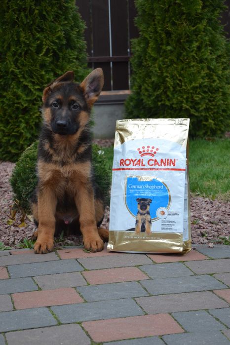 Цуценята німецької вівчарки